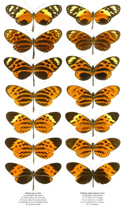 Mimetic Forms