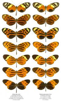 Mimetic Forms
