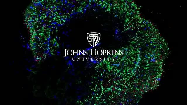 Stem Cells Develop into Color-Sensing Cells