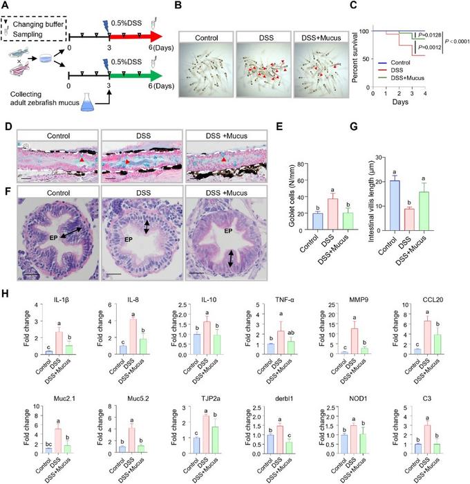 Adult zebrafish mucus plays a protective role in DSS-induced inflammation