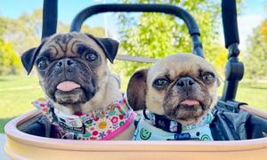 Pugs