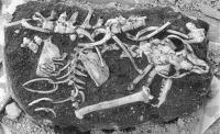 Skeleton