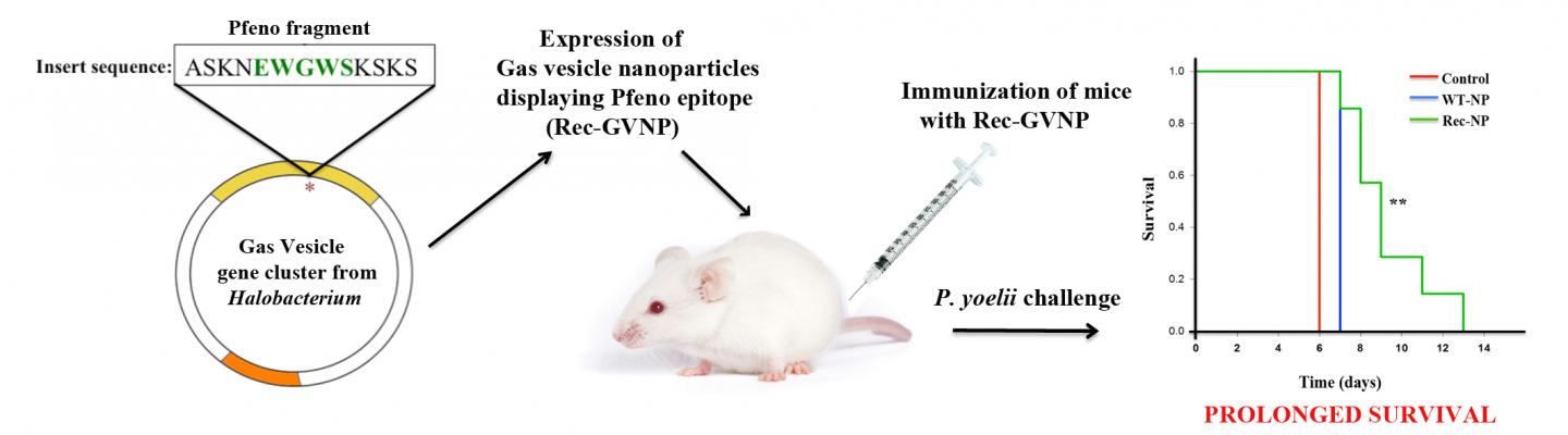 Protection Conferred by Pentapeptide Antigen Derived from <i>Plasmodium spp enolase</i> (1 of 2)
