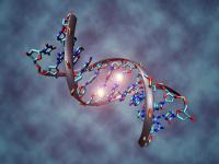 Methylated DNA Molecule