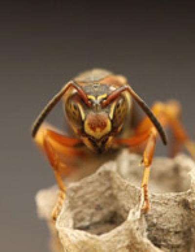 Wasp