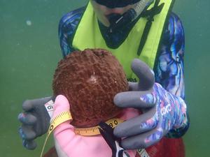 Sponge Restoration