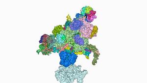 Simulation of splicesome