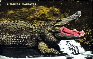 Florida Maneater