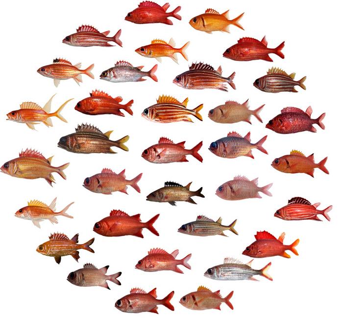 Holocentridae