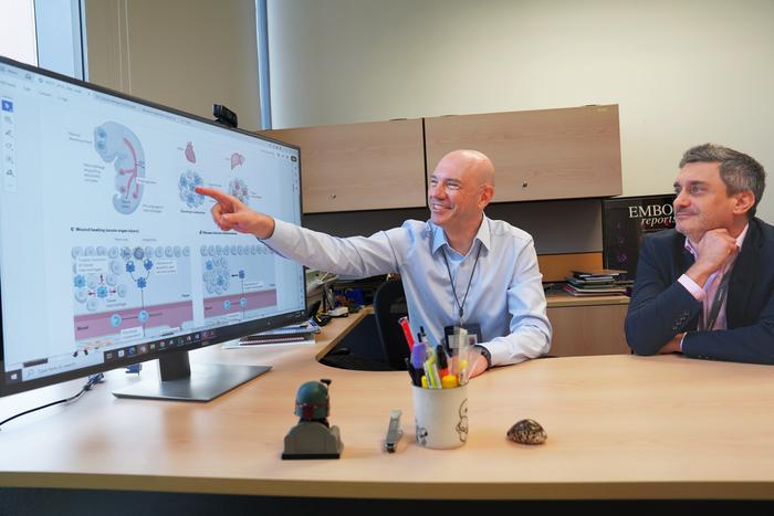Associate Professor Jacques Behmoaras and Professor Enrico Petretto review key insights into immune cells' role in scarring