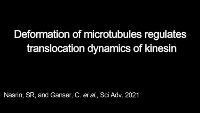 Kinesin moving along stright and bent microtubules