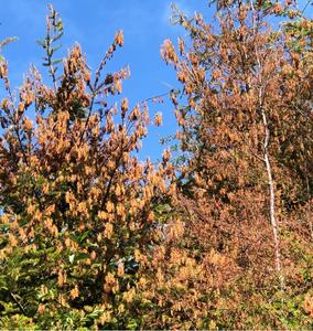 Heat dome foliar scorch