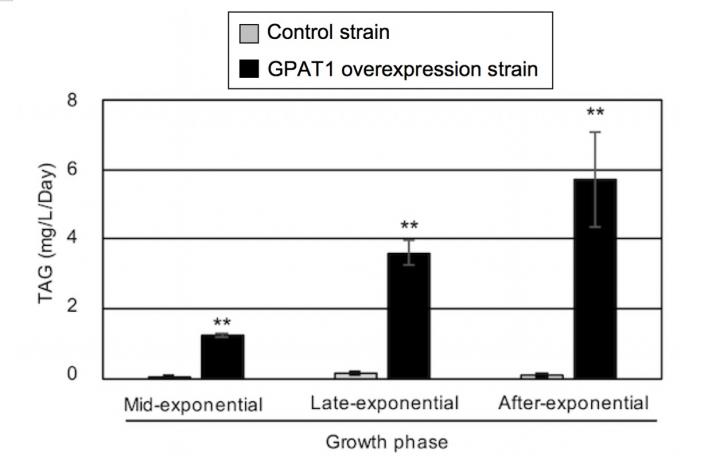 Improved Tag Productivity by cm<Em>GPAT1</em> Overexpression