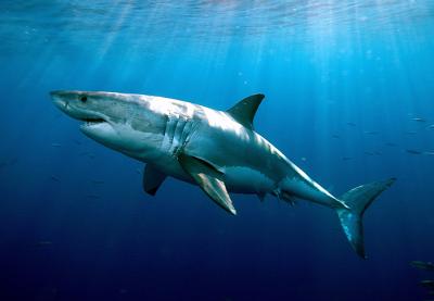 White Shark