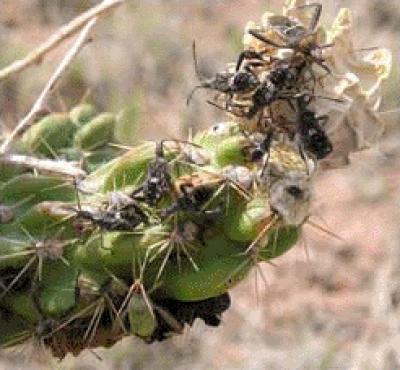 Tree Cholla Cacti
