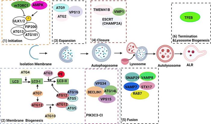 A scheme for the autophagy machinery in mammalian cells.