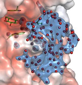 Water molecule network credit Maria Hrmova