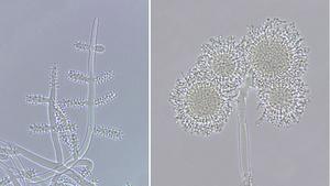 The genus Escovopsis emerged 56.9 million years ago, but only began interacting with today’s mutualistic ants 38 million years ago