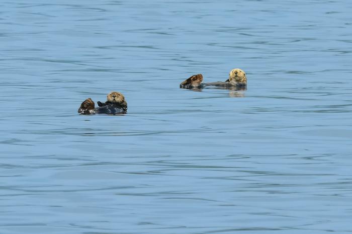 Sea otters