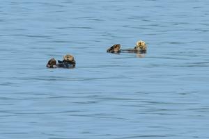 Sea otters