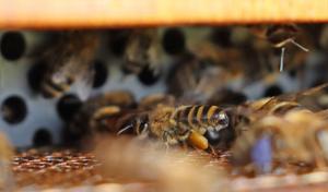 Honey Bee With Pollen Adhering to the Legs
