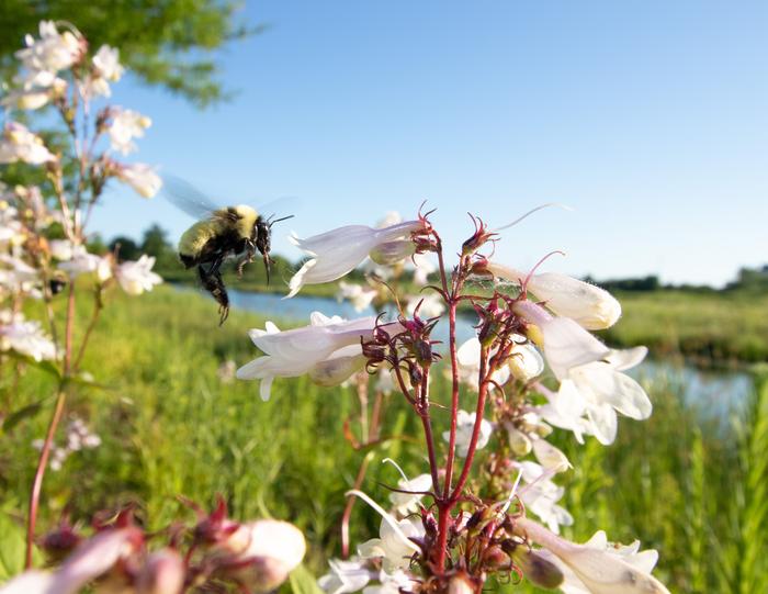 Bumble bee on flower