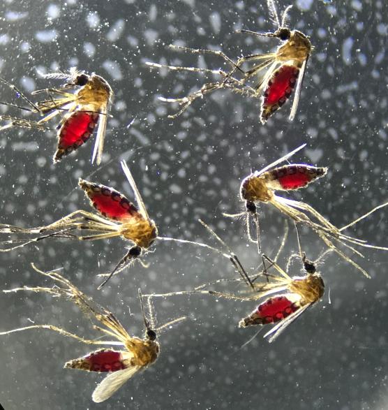 Mosquitoes after a Blood Meal
