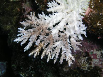 Bleached Coral