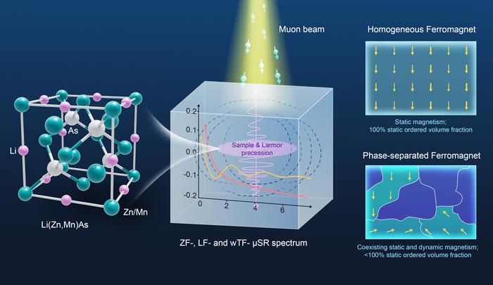 Beyond (Ga,Mn)As: µSR Reveals Microscopic Magnetic Behaviors of Next-Generation Bulk Diluted Ferromagnetic Semiconductor Li(Zn,Mn)As