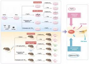 Schematic graph of the protective effects of metformin and fetal hemoglobin (HbF) inducer TN1 in sodium iodate-induced RO model and murine model.