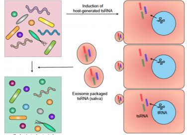 Novel tRNA-based Inter-kingdom Interaction