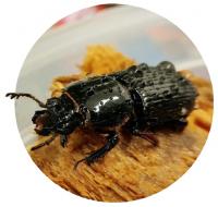 Passalid Beetle