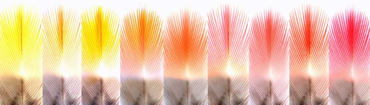 Feathers
