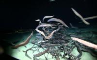 Eel swarm #2