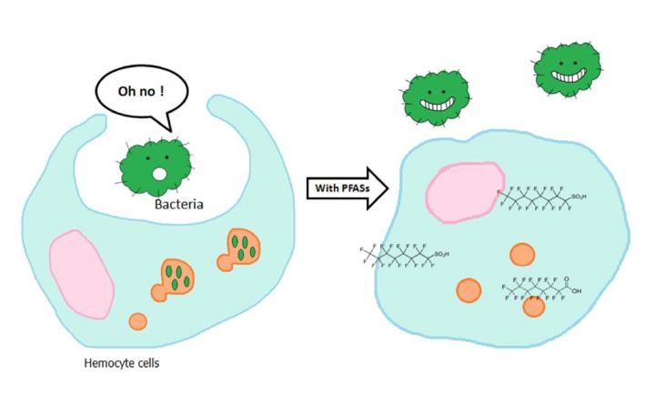 Exposure To PFASs Can Induce Adverse Effects On Immune Function