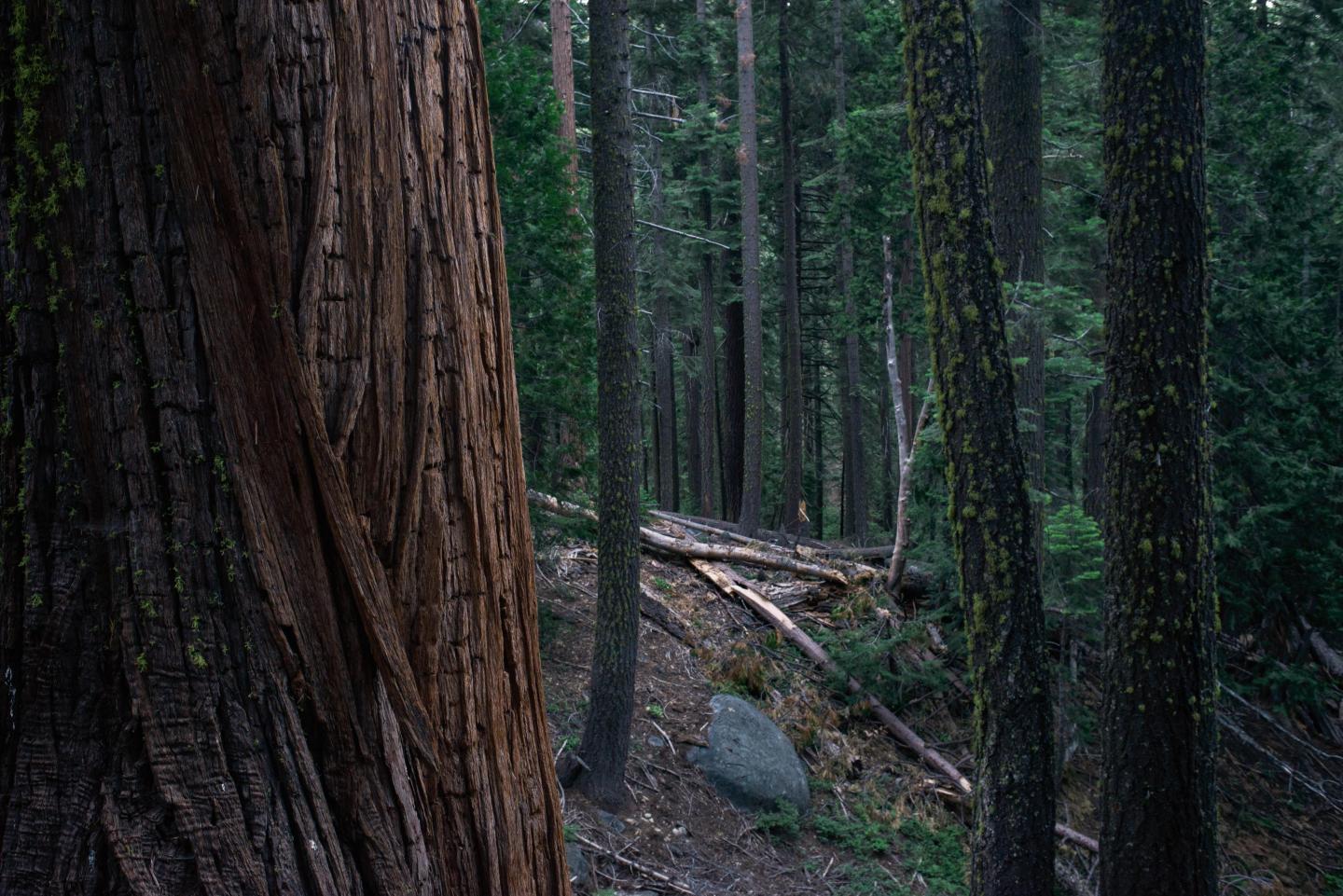 Owl Nest Site