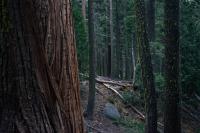 Owl Nest Site