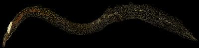 <i>Schistosoma mansoni</i>