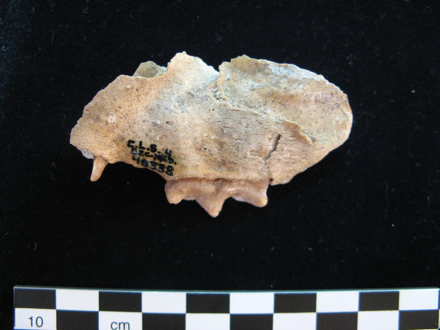 Extinct Jaguar Bone