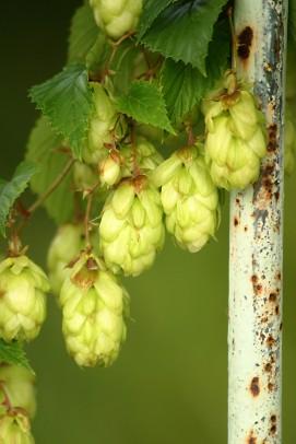 Hops
