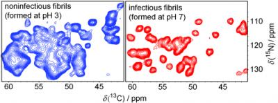NMR Spectra of Prions