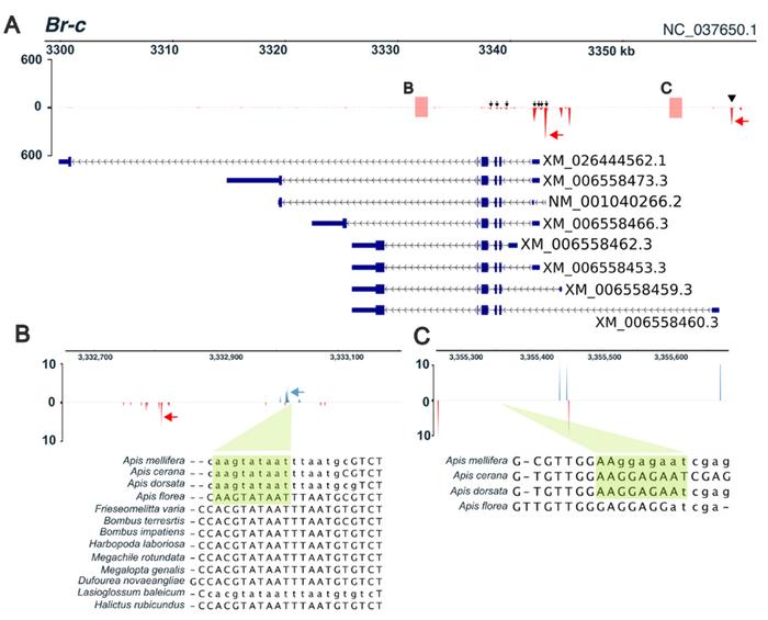 Enhancer regions containing tramtrack (ttk)-binding sites