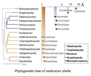 Shell Mathematics are Biologically Meaningful
