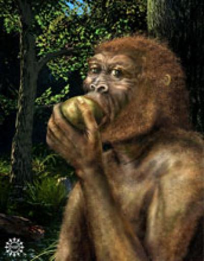 Image of Nutcracker Man Eating Fruit