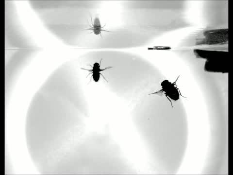 Flies That "Stick" Upside Down Landings Use Different Approach Than Thought (3 of 9)