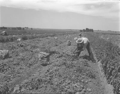 Historic Braceros