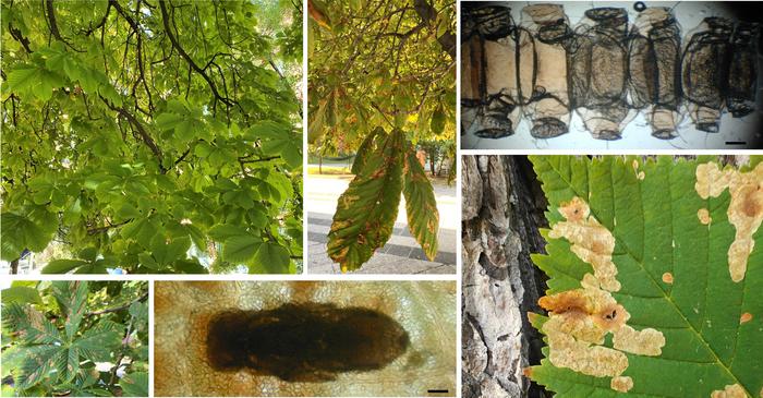 Assorted images of horse chestnut leaves