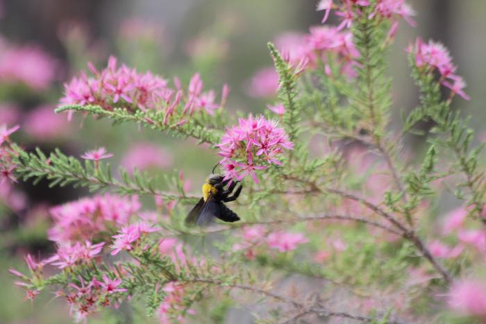 Great Carpenter Bee, native to Australia