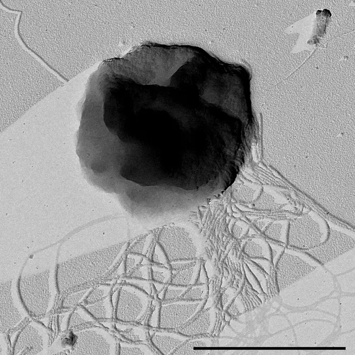 The microorganism Methanothermococcus okinawensis