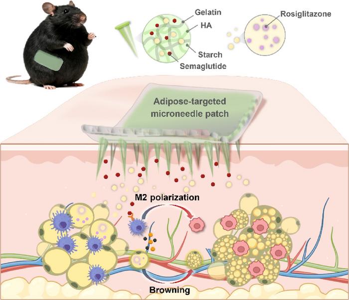 Mechanism of adipose-targeted microneedle patch for obesity treatment